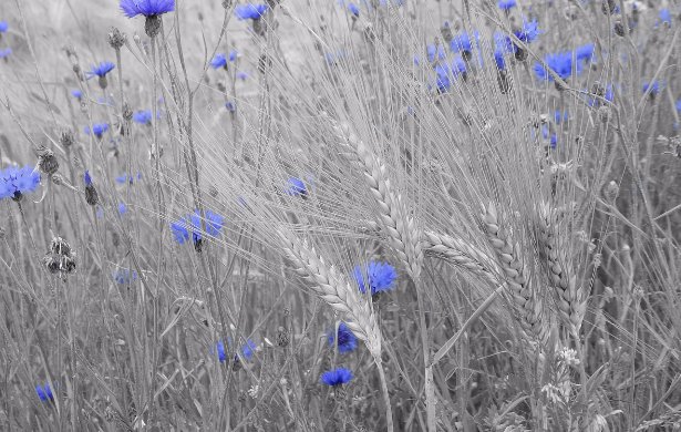 Color Splash Online Can Truly Bring Out Something Special